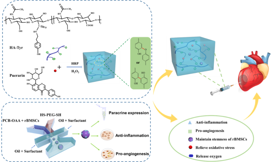 天津大学刘文广教授团队《Nano Today》:中草药交联生物大分子水凝胶携带rBMSCs@聚两性离子微凝胶治疗心肌梗死的图1